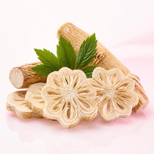 Angelica gigas